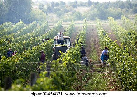 "Grape harvest in the Balaton hills vineyards, Balaton, Hungary, Europe" View Large Photo Image Stock Image - "Grape harvest in the Balaton hills vineyards, Balaton, Hungary, Europe". Fotosearch