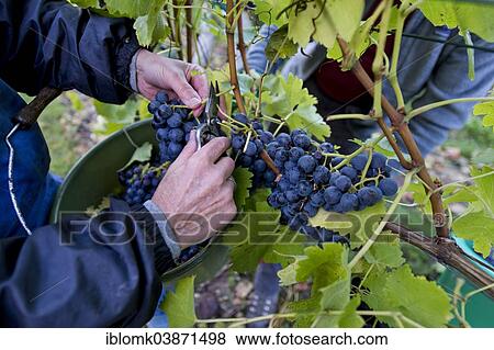 Stock Photo - "Grape harvest, Stuttgart, Baden-Wurttemberg, Germany, Europe". Fotosearch
