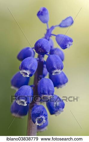 Stock Photo - "Grape Hyacinth (Muscari botryoides), Tyrol, Austria, Europe". Fotosearch