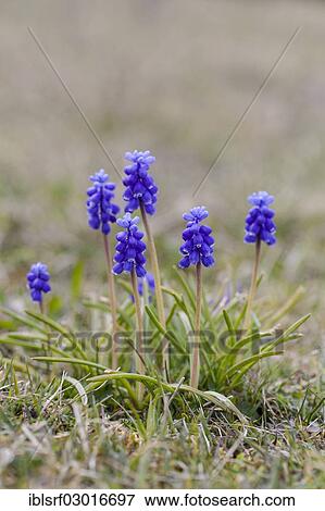 "Grape Hyacinth (Muscari botryoides), Hoher Dornberg, Naturpark Habichtswald, Hesse, Germany, Europe" View Large Photo Image Stock Photo - "Grape Hyacinth (Muscari botryoides), Hoher Dornberg, Naturpark Habichtswald, Hesse, Germany, Europe". Fotosearch