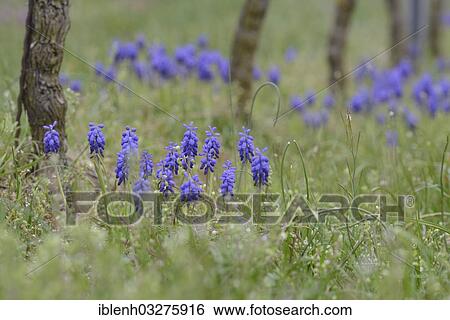 Stock Photograph - "Grape Hyacinths (Muscari botryoides) between grapevines, Gimmeldingen, Neustadt an der Weinstrasse, Rhineland-Palatinate, Germany, Europe". Fotosearch