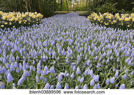 "Grape Hyacinths (Muscari botryoides) and daffodils (Narcissus hybrids) in Keukenhof, also known as the Garden of Europe, Lisse, South Holland, The Netherlands, Europe" View Large Photo Image Stock Photograph - "Grape Hyacinths (Muscari botryoides) and daffodils (Narcissus hybrids) in Keukenhof, also known as the Garden of Europe, Lisse, South Holland, The Netherlands, Europe". Fotosearch