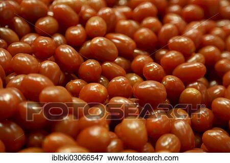 Stock Photo - "Grape tomatoes at a stand at Fruit Logistica, Berlin, Berlin, Berlin, Germany, Europe". Fotosearch