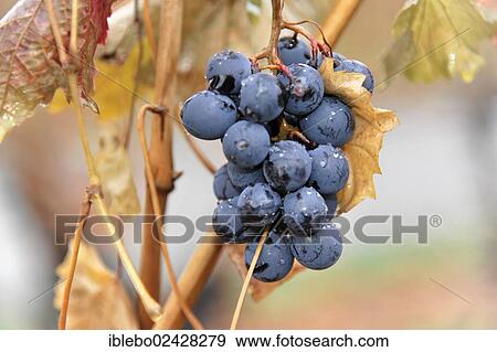 "Grapes, 2012, Trollinger, Lauffen am Neckar, Baden-Wuerttemberg, Germany, Europe" View Large Photo Image Stock Photo - "Grapes, 2012, Trollinger, Lauffen am Neckar, Baden-Wuerttemberg, Germany, Europe". Fotosearch