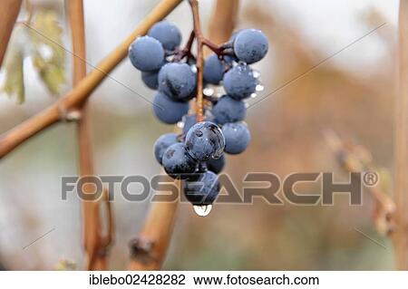 Stock Image - "Grapes, crop of 2012, Trollinger, Lauffen am Neckar, Baden-Wuerttemberg, Germany, Europe". Fotosearch