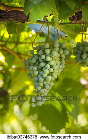 "Grapes in a vineyard, South Tyrol province, Trentino-Alto Adige, Italy, Europe" View Large Photo Image Stock Photo - "Grapes in a vineyard, South Tyrol province, Trentino-Alto Adige, Italy, Europe". Fotosearch