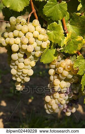 "Grapes in the Badascony vineyards, Balaton, Hungary, Europe" View Large Photo Image Stock Photo - "Grapes in the Badascony vineyards, Balaton, Hungary, Europe". Fotosearch