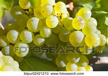 Grapes of the Riesling variety in the vineyards of Schloss Wackerbarth, Radebeul, Saxon Elbe, Saxony, Germany, Europe View Large Photo Image Stock Image - Grapes of the Riesling variety in the vineyards of Schloss Wackerbarth, Radebeul, Saxon Elbe, Saxony, Germany, Europe. Fotosearch