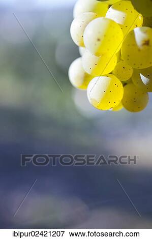 Stock Photo - Grapes of the Riesling variety in the vineyards of Schloss Wackerbarth, Radebeul, Saxon Elbe, Saxony, Germany, Europe. Fotosearch