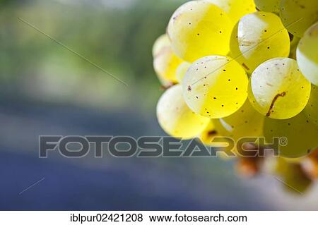 Grapes of the Riesling variety in the vineyards of Schloss Wackerbarth, Radebeul, Saxon Elbe, Saxony, Germany, Europe View Large Photo Image Stock Photo - Grapes of the Riesling variety in the vineyards of Schloss Wackerbarth, Radebeul, Saxon Elbe, Saxony, Germany, Europe. Fotosearch