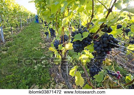 "Grapes on the vine, grape harvest, vineyard, Stuttgart, Baden-Wurttemberg, Germany, Europe" View Large Photo Image Stock Image - "Grapes on the vine, grape harvest, vineyard, Stuttgart, Baden-Wurttemberg, Germany, Europe". Fotosearch