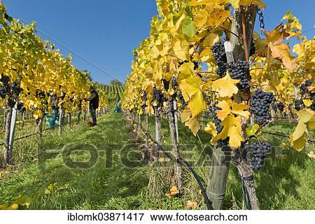 "Grapes on the vine, grape harvest, vineyard, Stuttgart, Baden-Wurttemberg, Germany, Europe" View Large Photo Image Stock Photo - "Grapes on the vine, grape harvest, vineyard, Stuttgart, Baden-Wurttemberg, Germany, Europe". Fotosearch