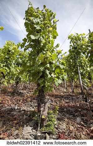 "Grapes on the vine, Kobern-Gondorf, Moselle region, Rhineland-Palatinate, Germany, Europe, PublicGround, Europe" View Large Photo Image Stock Image - "Grapes on the vine, Kobern-Gondorf, Moselle region, Rhineland-Palatinate, Germany, Europe, PublicGround, Europe". Fotosearch