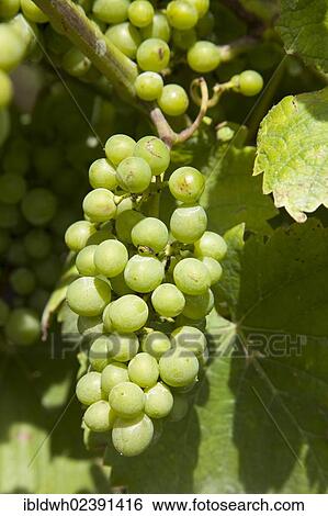 "Grapes on the vine, Kobern-Gondorf, Moselle region, Rhineland-Palatinate, Germany, Europe, PublicGround, Europe" View Large Photo Image Stock Photograph - "Grapes on the vine, Kobern-Gondorf, Moselle region, Rhineland-Palatinate, Germany, Europe, PublicGround, Europe". Fotosearch