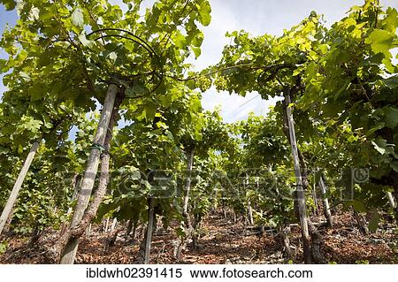"Grapes on the vine, Kobern-Gondorf, Moselle region, Rhineland-Palatinate, Germany, Europe, PublicGround, Europe" View Large Photo Image Stock Photography - "Grapes on the vine, Kobern-Gondorf, Moselle region, Rhineland-Palatinate, Germany, Europe, PublicGround, Europe". Fotosearch