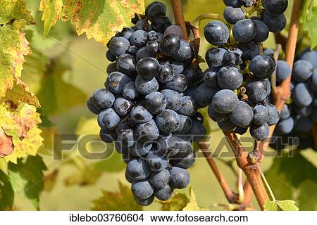 "Grapes, Val d'Orcia, bei Montepulciano, Province of Siena, Tuscany, Italy, Europe" View Large Photo Image Picture - "Grapes, Val d'Orcia, bei Montepulciano, Province of Siena, Tuscany, Italy, Europe". Fotosearch