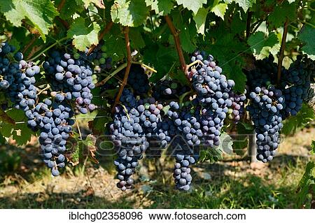 "Grapevine, AOC Montagne Saint Emilion, Bordeaux vineyard, Aquitaine, France, Europe" View Large Photo Image Stock Photograph - "Grapevine, AOC Montagne Saint Emilion, Bordeaux vineyard, Aquitaine, France, Europe". Fotosearch