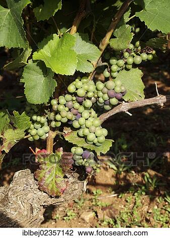 "Grapevine, Burgundy, France, Europe" View Large Photo Image Stock Image - "Grapevine, Burgundy, France, Europe". Fotosearch