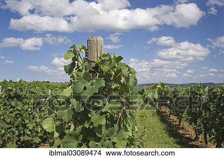 "Grapevines in a vineyard, Hessigheimer Felsengarten, bei Hessigheim, Baden-Wurttemberg, Germany, Europe" View Large Photo Image Picture - "Grapevines in a vineyard, Hessigheimer Felsengarten, bei Hessigheim, Baden-Wurttemberg, Germany, Europe". Fotosearch