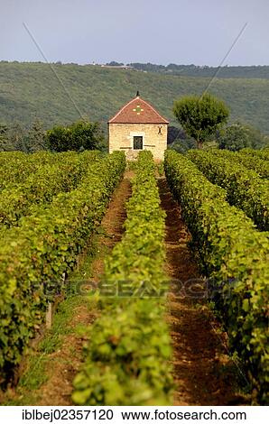 Stock Image - "Grapevines, premier cru vineyard between Pernand Vergelesses and Savigny les Beaune, Burgundy, France, Europe". Fotosearch