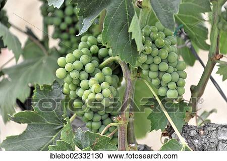 Stock Image - "Grapevines, vineyard in the Val d'Orcia valley, near Montepulciano, Tuscany, Italy, Europe". Fotosearch
