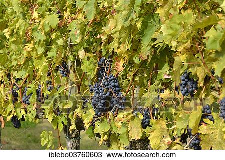 "Grapevines, vineyard, Val d'Orcia, bei Montepulciano, Province of Siena, Tuscany, Italy, Europe" View Large Photo Image Stock Image - "Grapevines, vineyard, Val d'Orcia, bei Montepulciano, Province of Siena, Tuscany, Italy, Europe". Fotosearch