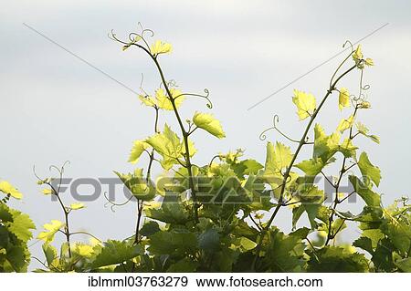 Stock Photo - "Grapevines (Vitis), Rhineland-Palatinate, Germany, Europe". Fotosearch