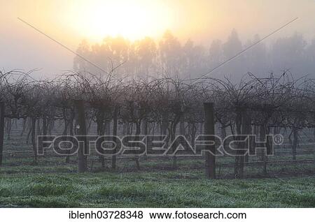 "Grapevines (Vitis vinifera), sunrise in a vineyard, Coonawarra, South Australia, Australia, Oceania" View Large Photo Image Stock Photo - "Grapevines (Vitis vinifera), sunrise in a vineyard, Coonawarra, South Australia, Australia, Oceania". Fotosearch
