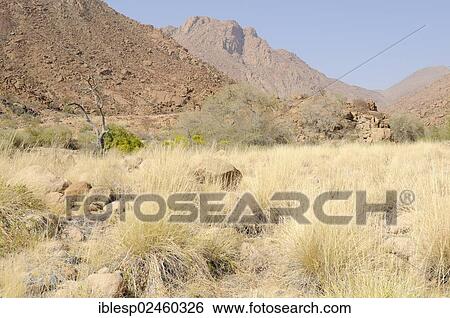 "Grass and mountain landscape along a trail to the White Lady rock painting in the Tsisab Gorge, Brandberg, Damaraland, Namibia, Africa" View Large Photo Image Stock Photograph - "Grass and mountain landscape along a trail to the White Lady rock painting in the Tsisab Gorge, Brandberg, Damaraland, Namibia, Africa". Fotosearch