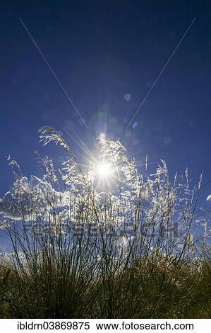 "Grass backlit, Khomas Region, Namibia, Africa" View Large Photo Image Stock Photography - "Grass backlit, Khomas Region, Namibia, Africa". Fotosearch