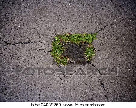 Grass growing in a street View Large Photo Image Stock Photo - Grass growing in a street. Fotosearch
