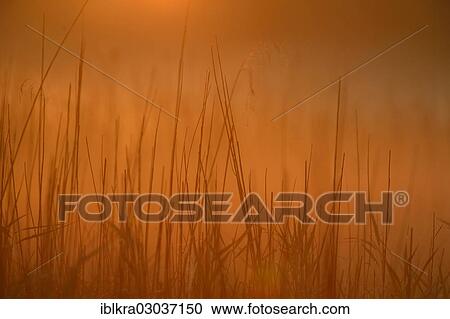 "Grass in the morning light, Danube-Auen, Muhlleiten, Lower Austria, Austria, Europe" View Large Photo Image Stock Image - "Grass in the morning light, Danube-Auen, Muhlleiten, Lower Austria, Austria, Europe". Fotosearch