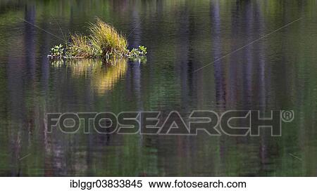 "Grass island in a lake, Karolinerleden, Kroppefjall, Dalsland, Vastra Gotaland, Sweden, Europe" View Large Photo Image Stock Photography - "Grass island in a lake, Karolinerleden, Kroppefjall, Dalsland, Vastra Gotaland, Sweden, Europe". Fotosearch