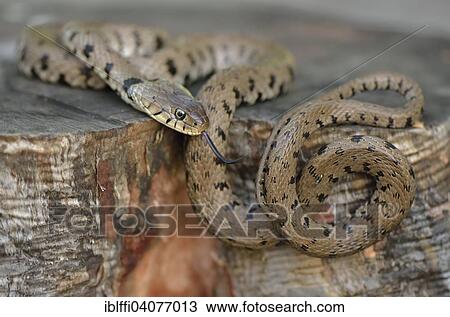 "Grass Snake (Natrix natrix heveltica), adult, Garfagnana, Tuscany, Italy, Europe" View Large Photo Image Stock Image - "Grass Snake (Natrix natrix heveltica), adult, Garfagnana, Tuscany, Italy, Europe". Fotosearch