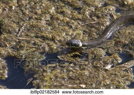 Grass snake (Natrix natrix) View Large Photo Image Picture - Grass snake (Natrix natrix). Fotosearch