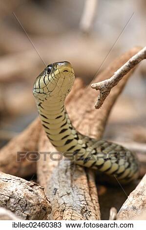 "Grass snake (Natrix natrix), Tyrol, Austria, Europe" View Large Photo Image Stock Image - "Grass snake (Natrix natrix), Tyrol, Austria, Europe". Fotosearch
