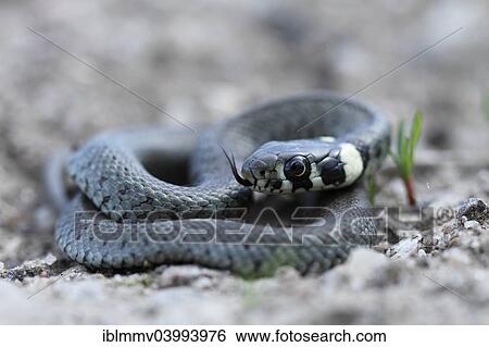 "Grass snake (Natrix natrix), young animal, Kliekener Aue, Saxony-Anhalt, Germany, Europe" View Large Photo Image Stock Photograph - "Grass snake (Natrix natrix), young animal, Kliekener Aue, Saxony-Anhalt, Germany, Europe". Fotosearch