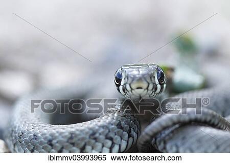"Grass snake (Natrix natrix), young animal, Kliekener Aue, Saxony-Anhalt, Germany, Europe" View Large Photo Image Stock Photography - "Grass snake (Natrix natrix), young animal, Kliekener Aue, Saxony-Anhalt, Germany, Europe". Fotosearch