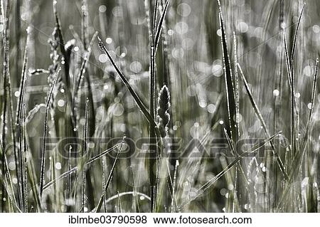 "Grass with dew drops, backlit, Germany, Europe" View Large Photo Image Stock Photo - "Grass with dew drops, backlit, Germany, Europe". Fotosearch