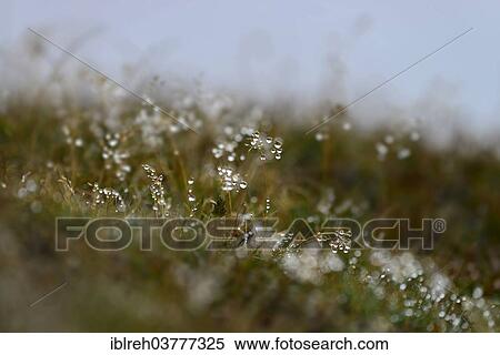 Stock Photography - "Grass with dew drops, Penser Joch, South Tyrol or Trentino-Alto Adige, Italy, Europe". Fotosearch