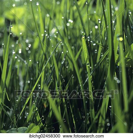Stock Image - Grass with dewdrops. Fotosearch