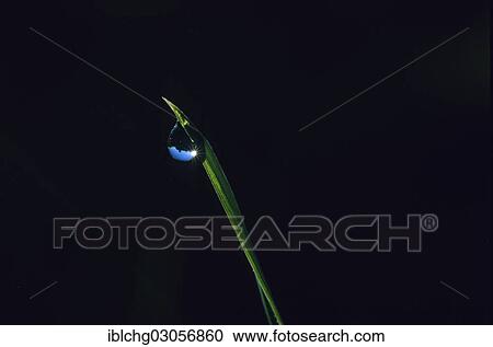 "Grass with water drop, dew" View Large Photo Image Stock Image - "Grass with water drop, dew". Fotosearch