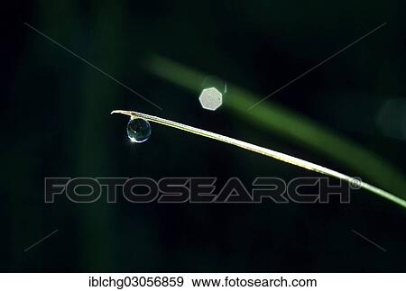 "Grass with water drop, dew" View Large Photo Image Stock Photo - "Grass with water drop, dew". Fotosearch