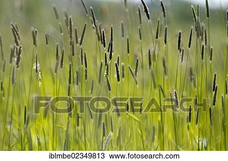 "Grasses in a field in Havelland, Brandenburg, Germany, Europe., Europe" View Large Photo Image Stock Image - "Grasses in a field in Havelland, Brandenburg, Germany, Europe., Europe". Fotosearch