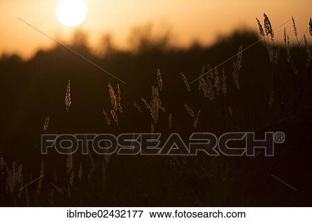 "Grasses in the Doeberitz Heath nature reserve near Berlin, autumnal sunset, Brandenburg, Germany, Europe" View Large Photo Image Stock Photo - "Grasses in the Doeberitz Heath nature reserve near Berlin, autumnal sunset, Brandenburg, Germany, Europe". Fotosearch