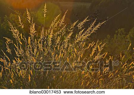 "Grasses in the evening light, Limbach, Burgenland, Austria, Europe" View Large Photo Image Stock Image - "Grasses in the evening light, Limbach, Burgenland, Austria, Europe". Fotosearch