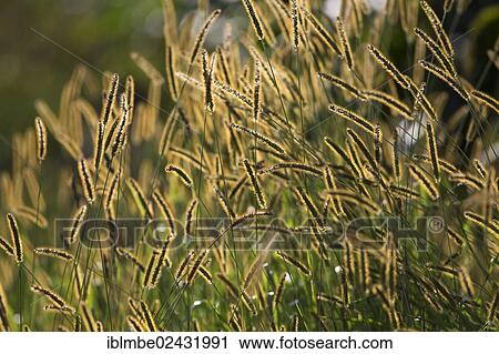 Stock Image - "Grasses with backlighting in a field near Potsdam, Brandenburg, Germany, Europe". Fotosearch