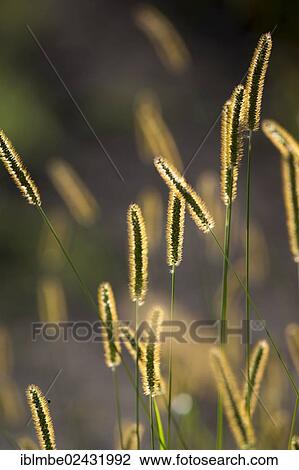 "Grasses with backlighting in a field near Potsdam, Brandenburg, Germany, Europe" View Large Photo Image Stock Image - "Grasses with backlighting in a field near Potsdam, Brandenburg, Germany, Europe". Fotosearch