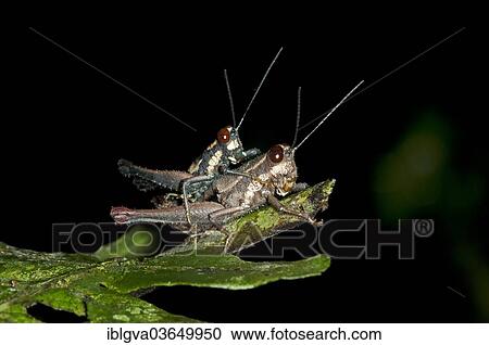 "Grasshoppers (Acrididae), mating, Tambopata Nature Reserve, Madre de Dios Region, Peru, South America" View Large Photo Image Stock Image - "Grasshoppers (Acrididae), mating, Tambopata Nature Reserve, Madre de Dios Region, Peru, South America". Fotosearch