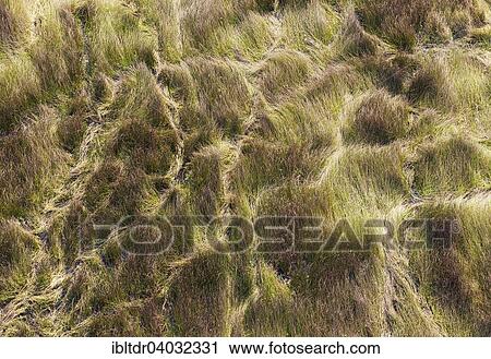 Stock Image - "Grassy marshland with animal trails, aerial view, Okavango Delta, Moremi Game Reserve, Botswana, Africa". Fotosearch